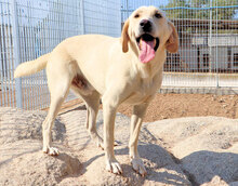 GASPARE, Hund, Mischlingshund in Italien - Bild 6