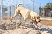 GASPARE, Hund, Mischlingshund in Italien - Bild 9