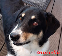 GRAZIELLA, Hund, Mischlingshund in Italien - Bild 1
