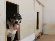 GRAZIELLA, Hund, Mischlingshund in Italien - Bild 17