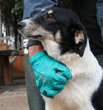 GRAZIELLA, Hund, Mischlingshund in Italien - Bild 20