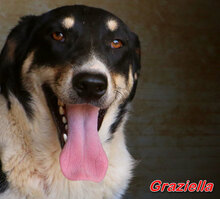 GRAZIELLA, Hund, Mischlingshund in Italien - Bild 7