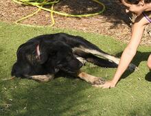 PHILONA, Hund, Mischlingshund in Spanien - Bild 10