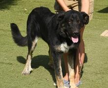 PHILONA, Hund, Mischlingshund in Spanien - Bild 11