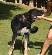 PHILONA, Hund, Mischlingshund in Spanien - Bild 12