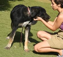 PHILONA, Hund, Mischlingshund in Spanien - Bild 13