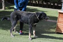 PHILONA, Hund, Mischlingshund in Spanien - Bild 14