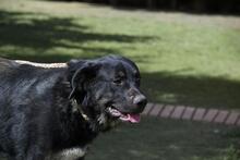 PHILONA, Hund, Mischlingshund in Spanien - Bild 15