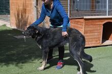 PHILONA, Hund, Mischlingshund in Spanien - Bild 16