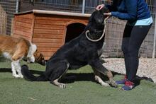 PHILONA, Hund, Mischlingshund in Spanien - Bild 17