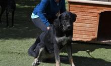 PHILONA, Hund, Mischlingshund in Spanien - Bild 18