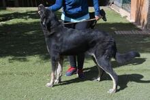 PHILONA, Hund, Mischlingshund in Spanien - Bild 19