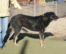 PHILONA, Hund, Mischlingshund in Spanien - Bild 4