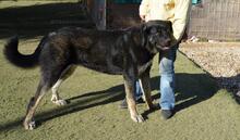 PHILONA, Hund, Mischlingshund in Spanien - Bild 5