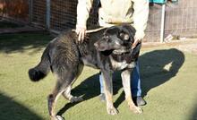 PHILONA, Hund, Mischlingshund in Spanien - Bild 8