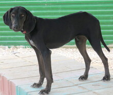 ROMEO3, Hund, Mischlingshund in Zypern - Bild 2