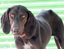 ROMEO3, Hund, Mischlingshund in Zypern - Bild 4