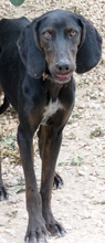 ROMEO3, Hund, Mischlingshund in Zypern - Bild 5
