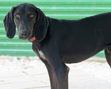 ROMEO3, Hund, Mischlingshund in Zypern - Bild 6