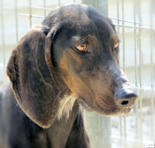 ROMEO3, Hund, Mischlingshund in Zypern - Bild 7