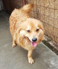 NICKY, Hund, Mischlingshund in Rumänien - Bild 3