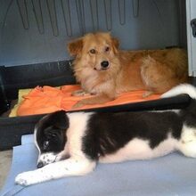 NICKY, Hund, Mischlingshund in Rumänien - Bild 6