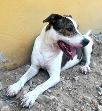 RALPH, Hund, Terrier-Mix in Spanien - Bild 4