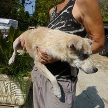 TWAIN, Hund, Mischlingshund in Schleiden - Bild 2