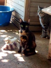 LUCIE, Katze, Europäisch Kurzhaar in Spanien - Bild 1