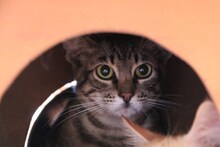 GIZMO, Katze, Europäisch Kurzhaar in Griechenland - Bild 1