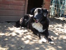 LEONIE, Hund, Mischlingshund in Rumänien - Bild 2