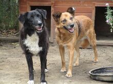 LEONIE, Hund, Mischlingshund in Rumänien - Bild 4
