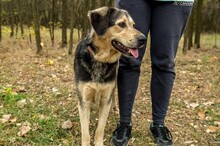MOGYORO, Hund, Mischlingshund in Ungarn - Bild 1