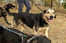 MOGYORO, Hund, Mischlingshund in Ungarn - Bild 2
