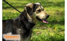 MOGYORO, Hund, Mischlingshund in Ungarn - Bild 3