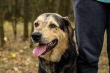 MOGYORO, Hund, Mischlingshund in Ungarn - Bild 4