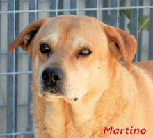 MARTINO, Hund, Shar Pei-Mix in Italien - Bild 4
