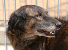 GILLIAN, Hund, Mischlingshund in Wesel - Bild 12