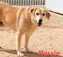 MARVIN, Hund, Maremmano-Mix in Filderstadt - Bild 17