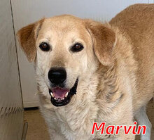 MARVIN, Hund, Maremmano-Mix in Filderstadt - Bild 6