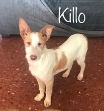 KILLO, Hund, Mischlingshund in Spanien - Bild 1