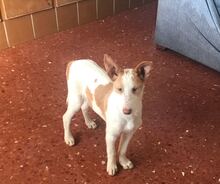 KILLO, Hund, Mischlingshund in Spanien - Bild 2
