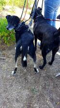 SWEETIE, Hund, Mischlingshund in Belm - Bild 6