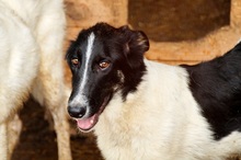 PAULO, Hund, Mischlingshund in Rumänien - Bild 1