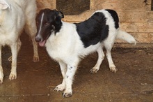 PAULO, Hund, Mischlingshund in Rumänien - Bild 2