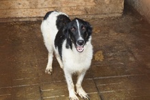 PAULO, Hund, Mischlingshund in Rumänien - Bild 3