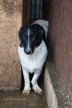 PAULO, Hund, Mischlingshund in Rumänien - Bild 5