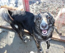 BURSUC, Hund, Mischlingshund in Rumänien - Bild 11