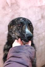 BURSUC, Hund, Mischlingshund in Rumänien - Bild 12