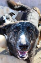 BURSUC, Hund, Mischlingshund in Rumänien - Bild 13